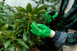 © Demetr White/Stocksy - Hands in green gloves watering plants