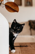 © Melanie DeFazio/Stocksy - Playful kitten