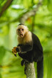 © Leonardo Borges/Stocksy - Monkey Cebus capucinus looking at the camera