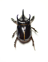 Black Scarab Beetle 