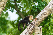 Cebus Capucinus Monkey With Its Young