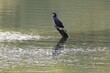Beautiful Great cormorant bird standing on a log in the middle of a greenish lake