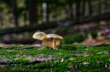 Two Mushrooms In The Forest At Cole Park In Upstate NY.  A Fallen Log Covered In Moss Has 2 Mushrooms Growing From It This Autumn.