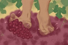 Feet Treading Grapes Illustration