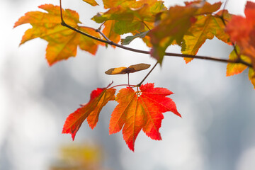 Wall Mural - Autumn leaves