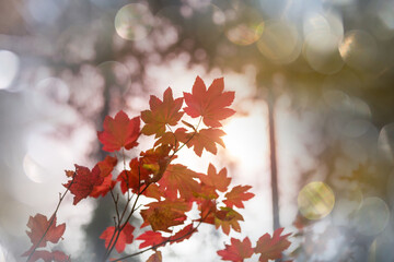 Wall Mural - Autumn leaves