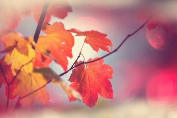 autumn leaves
