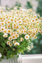 Bouquet Of Chamomile In A White Vase On A Windowsill