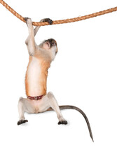 Little Cute Monkey Hanging On Rope Isolated On White Background