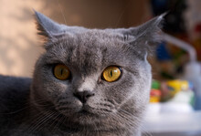 Closeup Of Beautiful Blue Cat 