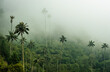 Palm Trees of Cocora Valley Clouds and Subtropical Andean Cordillera in Salento, Colombia