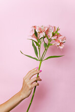 Female Hand With Lily Flower On Colorful Pink Background