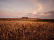 Native Prairie Grass In The Summer.