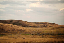 Native Prairie Grass In The Summer.