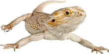 Lizard Isolated On White Background