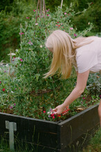Teenage Girl Picking Sweet Pea Flowers