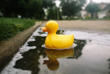 Large Yellow Rubber Duck Floating In Puddle