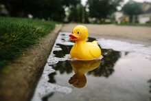 Large Yellow Rubber Duck Floating In Puddle