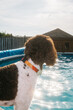 © Jen Grantham/Stocksy - Dog and pool