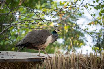 Wall Mural - Beautiful peacock. Peacock showing its tail, Peacock with spread wings in profile.