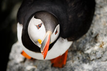Atlantic Puffin Looking Up
