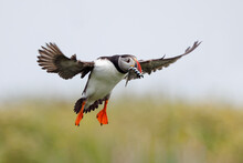Atlantic Puffin With Fish
