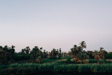 Fields And Palm Trees At Sunset 