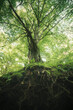 © Cosma Andrei/Stocksy - Giant old tree in green forest