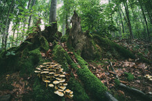 Mushrooms On Old Tree Roots