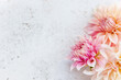 © Helen Rushbrook/Stocksy - Pretty dinner plate Dahlia flowers.
