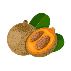 Vector illustration, Mammea americana, commonly known as mammee or mamey apple, isolated on white background.