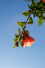 Wall Mural - Pomegranate tree flowers