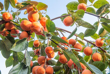 Persimmon Fruit, Persimmon Tree With Many Persimmons