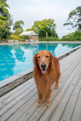 Poster - Golden Retriever standing by the pool