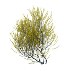 bush isolate on a transparent background, 3D illustration, cg render