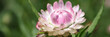 Pink beautiful helichrysum in garden closeup. Summer flower