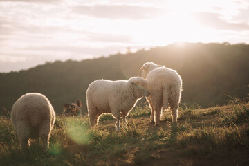 Group of white sheep eating or walking or running at the lawn. In the evening in the mountain meadow. The sun shines on every grass, evening atmosphere. Animal nature mamals concept.