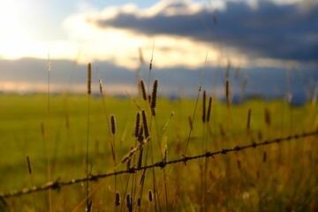 Sticker - Selective focus of timothy grass (Phleum pratense) in the field, with a cloudy sky in the background