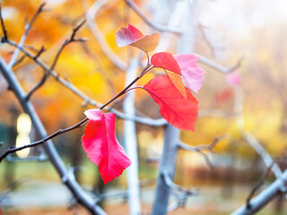 Wall Mural - Autumn branch with red leaves. Autumn Concept.