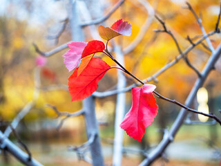 Wall Mural - Autumn branch with red leaves. Autumn Concept.