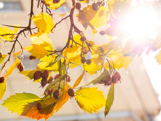 Wall Mural - A branch with leaves and berries. Autumn mood.