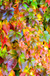 bunte Blätter der selbstkletternde Jungfernrebe im Herbst
