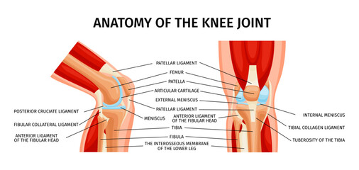 Wall Mural - Knee Joint Anatomy Infographics