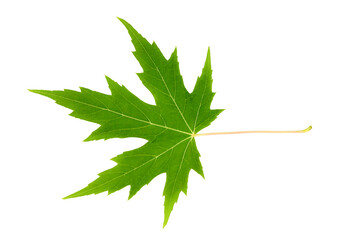 green maple leaf isolated on white background