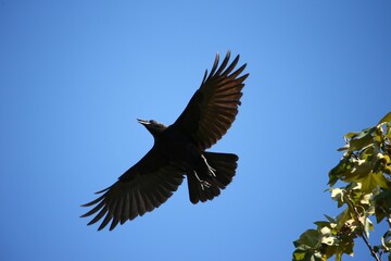 Wall Mural - Low angle shot of American Crow with open wings soaring in the blue sky by green tree leaves