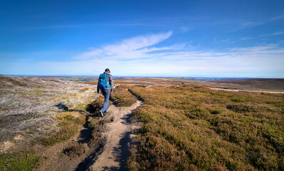 Wall Mural - A female hiker walking in the remote heather moors below Bolt's Law near Blanchland in Northumberland near the County Durham border in England, UK.