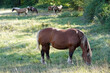 Einzelns Pferd steht im Gras im Hintergrund seine Herde