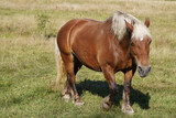 Fototapeta Konie - Einzelnes Comtois-Pferd auf einer Weide im Freien