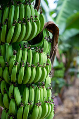 antalya alanya banana trees and banana image