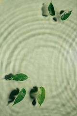 Wall Mural - Leaves of Ficus lie on surface of transparent green water gel with fleck, waves, shadow, expanding circles. Vertical